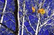 Leaves in Blue