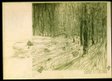 leaves who live in the wood
