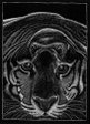 symbiosis