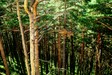 trees