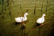 duck2
