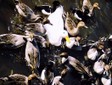 duck3