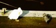 duckandswan