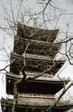 tokyo_shrine_tree