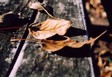 Dry Leaves