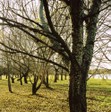 Trees around Lake Burley-Griffin, Canberra