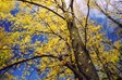 Trees around Lake Burley-Griffin, Canberra