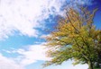 Trees around Lake Burley-Griffin, Canberra
