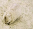 Wombat at Derby Beach