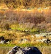 bushriver