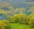 greenforest