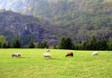 pasture