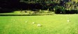 pasture3