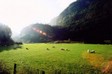 pasture4