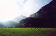 pasture5