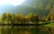 trees