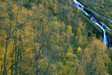 treesandfalls