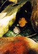 hidden_leaves