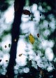 trapped_leaves