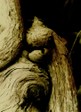 tree_curve