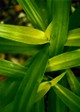 twined_leaves