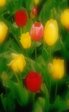 tulip 2