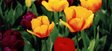 tulip 3