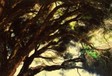 rbg_underthetree