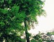pulan ubin