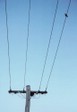 bird2