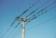 birds1