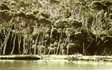 2006river_forest