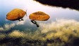 2006river_shadow