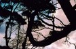 tree_shadow1
