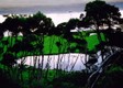 tree_shadow2